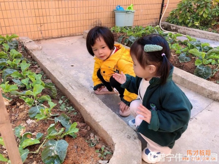 偉才生(shēng)态課程：秋收冬藏，生(shēng)根發芽丨廣東普甯市(shì)偉才幼兒園